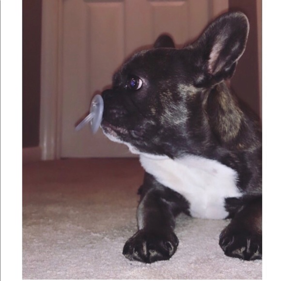 Meet your posher - Picture 3 of 6